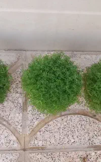 سبزی