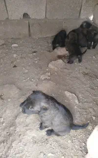 توله سگ 6 عدد