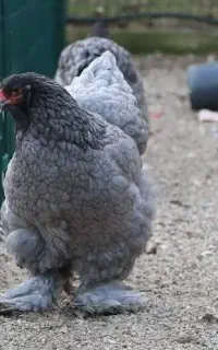 فروش برهما