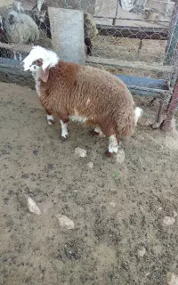 بره فوق العاده