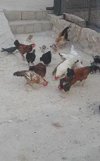 مرغ