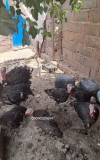بوقلمون