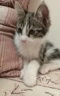 واگذاری گربه خونگی