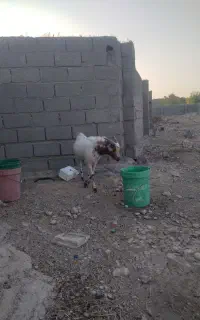 کهره نر سومال