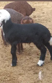 سه عددبره نرهمو سرخ