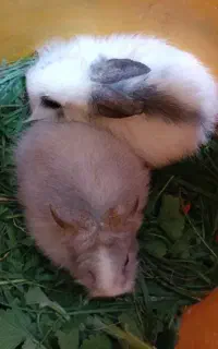 دو عدد خرگوش لوپ