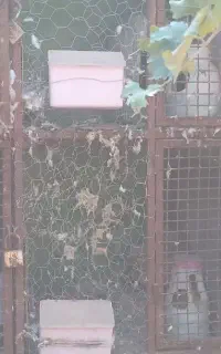 قفس بزرگ پرنده،کفتر