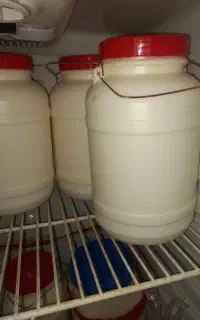 ماست محلی پر چرب