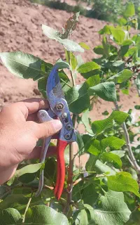 آموزش صفر تا۱۰۰ باغات پسته