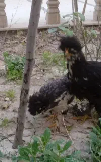 لهستانی کاکلی پا پر ۶ ماهه