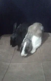 یک جفت خرکوش تربیت شده به قیمت ۴۵۰ تومن