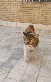 دومیلیون خانگی مادرزای بدون دم هست