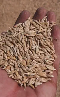 فروش فوری ۵۰ تن جو آبی درجه یک