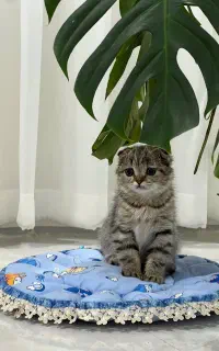 اسکاتیش دبل فلد نر