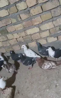 سلام عشق بازا کفتر رنگی