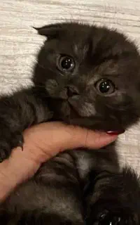 حراج گربه بلک اسکاتیش و بریتیش و تاکسیدو