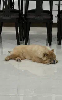 سگ ماده چاو چاو