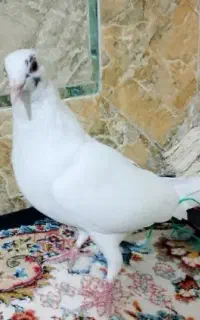 کبوتر دم سیاه