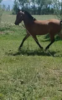 مادیان عرب مصر ۳ساله آماده ی جفت