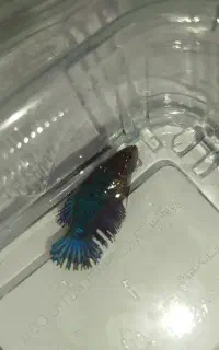 ماهی فایتر رنگ خاص