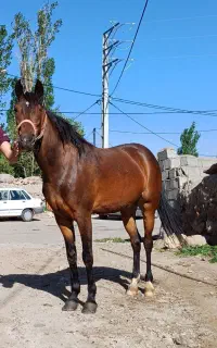 اسب مادیان