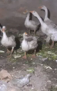 فروش قو غاز