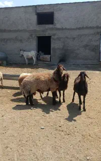 قوچ هترو