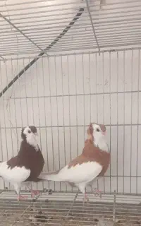 کبوتر ناصری