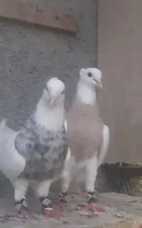 کبوتر طوقی