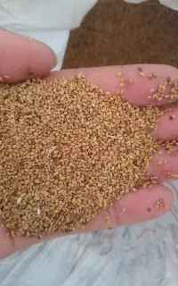 بذر یونجه