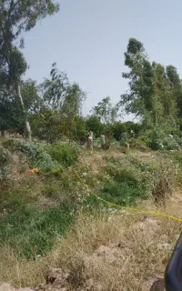 چوب صنوبر گردو بید