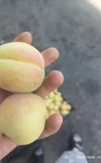 زرد‌آلوتبرزه‌روستای