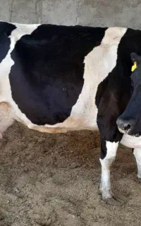 گاو