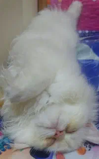 پرشین بانمک دالفیس ماده