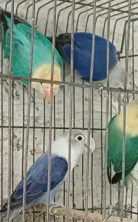 طوطی برزیلی
