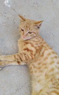 گربه خونگی بازیگوش رایگان