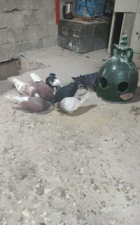 کفتر