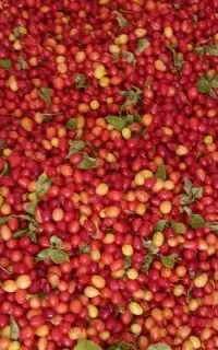 پخش زغال اخته