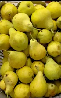 خرید زیر درختی گلابی به قیمت کارخانه ۱۲ت