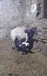 میش