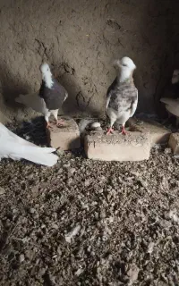 کبوتر طوقی درجه یک