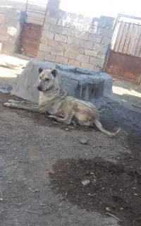 توله سگ ۱۱ماهه.