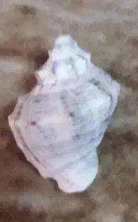 صدف از دریای بندرعباس نو