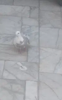 کبوتر