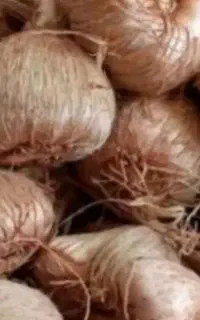 فروش پیاز زعفران