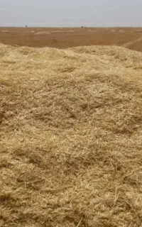 فروش کاه نخود