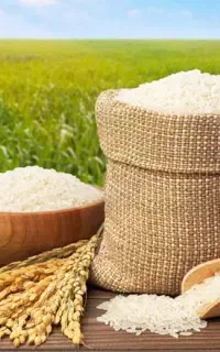 برنج طارم هاشمی