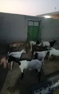 فروش تعدادی بز ماده دوقلو زا