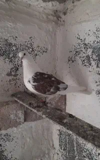 کبوتر پشتر ماده اویناغ