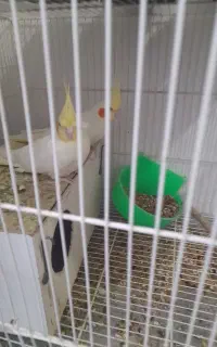 عروس هلندی بالغ هیدج